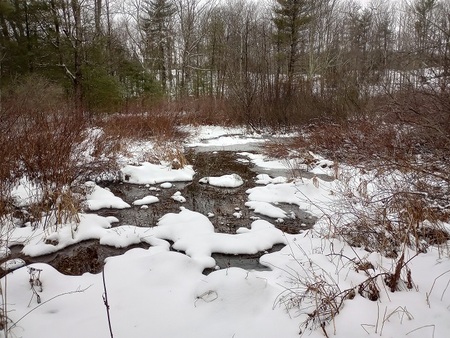 Wetland in winter