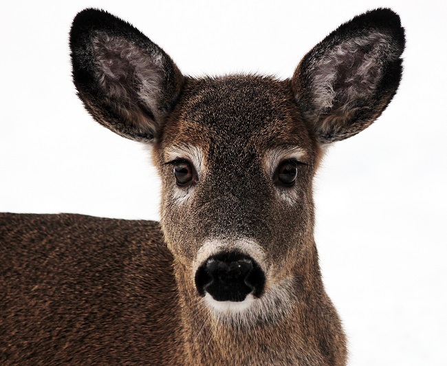 close up of white-tailed deer by Tom Starr