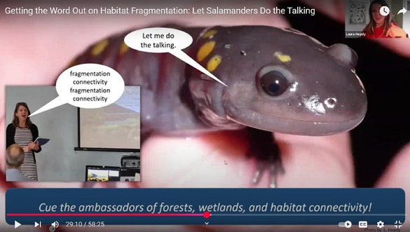 Screenshot from Women in Science lecture with a photo of a spotted salamander face