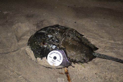Tagged Horseshoe Crab