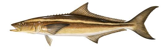 Cobia