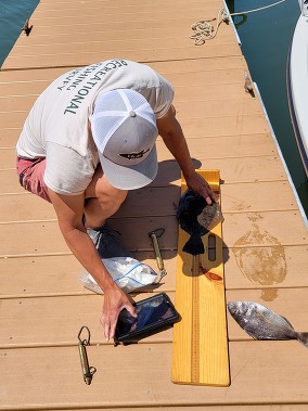 Recreational Catch Sampler Measuring Fish on the Dock