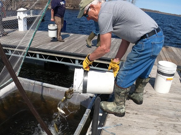 Fisheries staff pouring Atlantic salmon from a bucket into a net pen in Lake Champlain