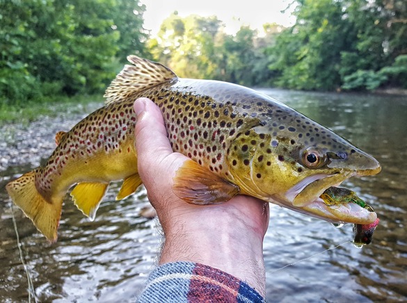 Person's hand holding up a brown trout out of the water
