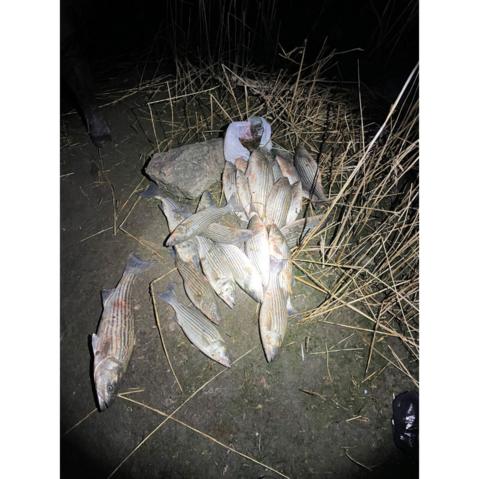Striped bass caught unlawfully in Westchester County