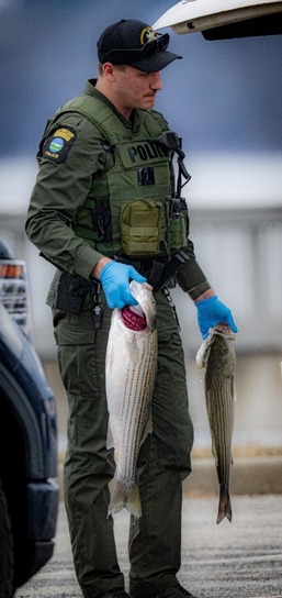 ECO Falkengren with illegally caught striped bass in Rockland County
