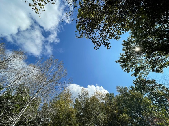 Blue sky with tree and cloud coverage.
