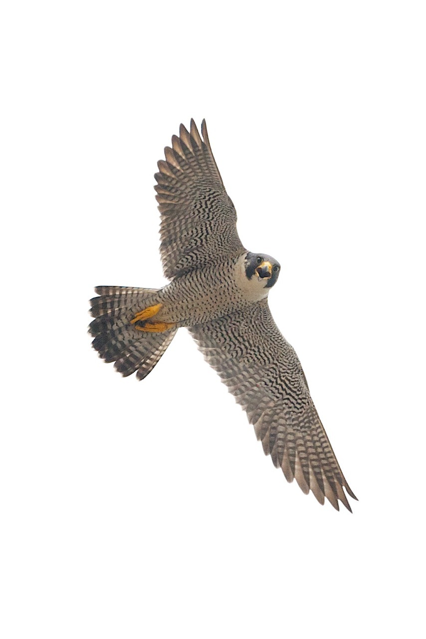 peregrine falcon flying with wings spread, white background