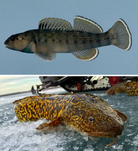 illustration of a bluebreast darter (top image) and a burbot on top of iced over pond (bottom image) 