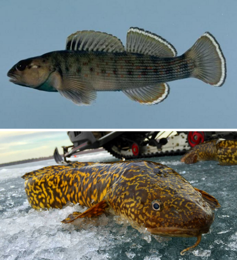 Bluebreast darter, Etheostoma camurum by Noel Burkhead (top image) and Burbot, Lota lota (bottom image)