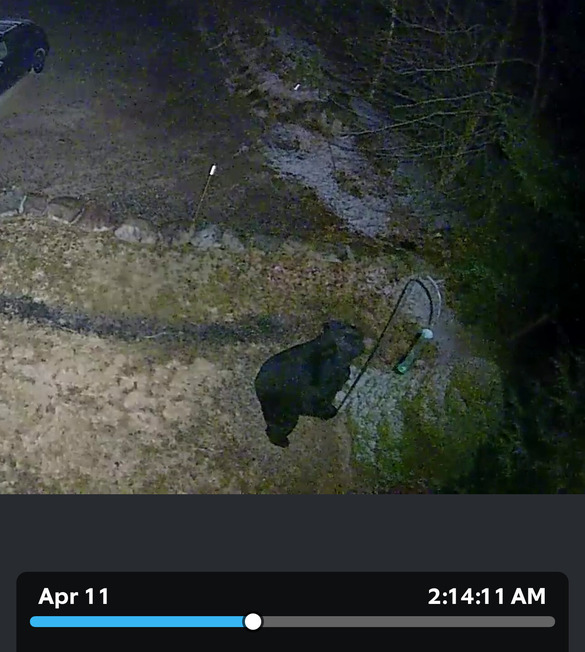Bear checking out bird feeder at night on Ring Cam in someone's yard