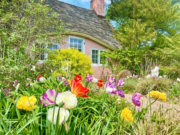 Colorful tulip blooms in white, purple, red and yellow among the greenery outside a peach-colored cottage.