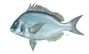 Scup (Porgy)