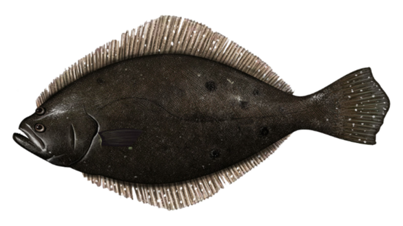 Summer Flounder