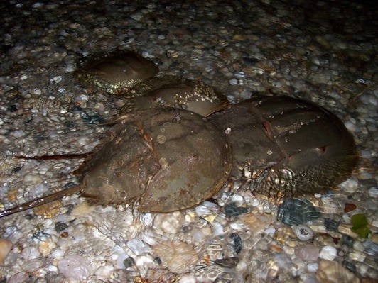 Horseshoe Crabs