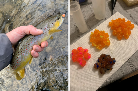 Left image - Person holding a trout above the stream water; Right image - trout egg sacks