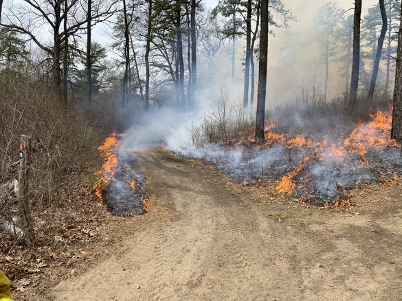 Albany Pine Bush prescribed burn (Albany County)
