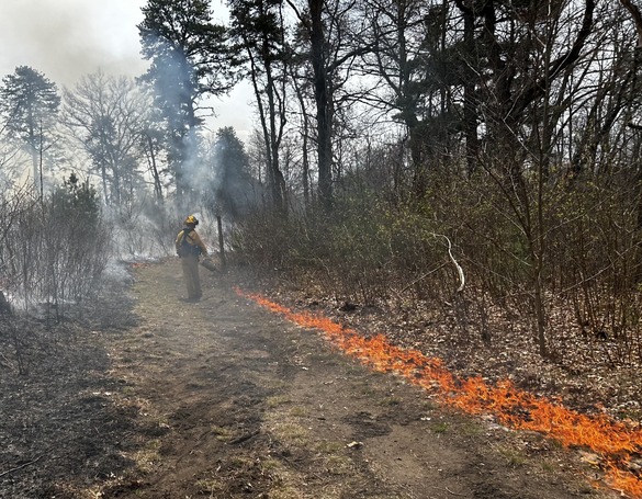 Albany Pine Bush prescribed burn (Albany County)