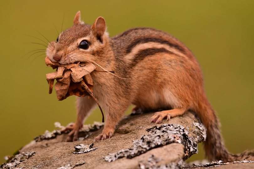 chipmunk eating a leaf