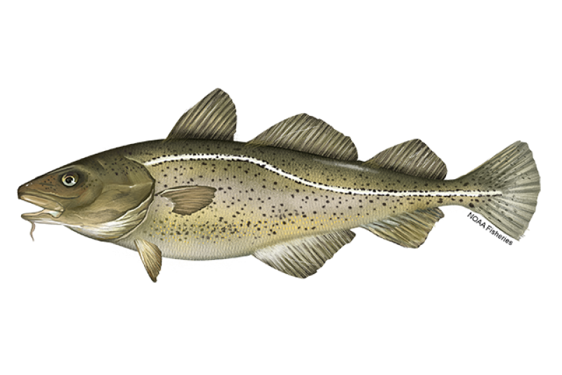 Atlantic Cod