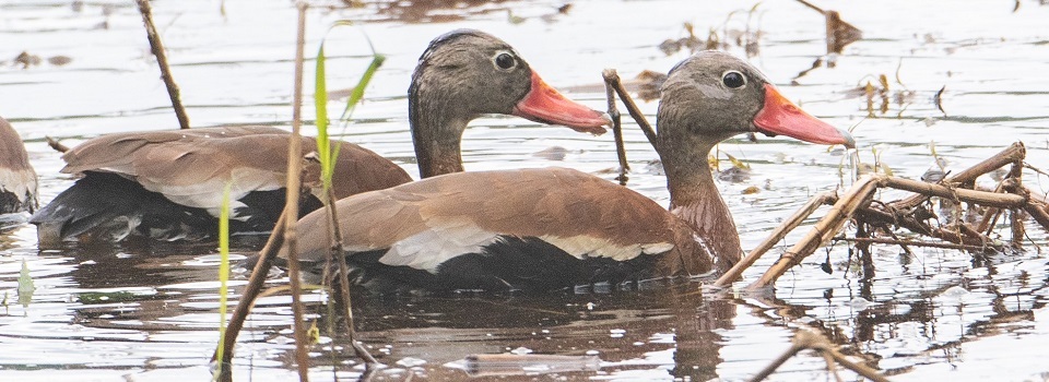 Black-bellied whistling duck