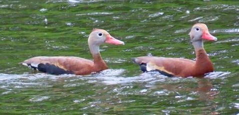 Black-bellied whistling duck