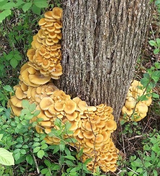 Golden oyster mushroom