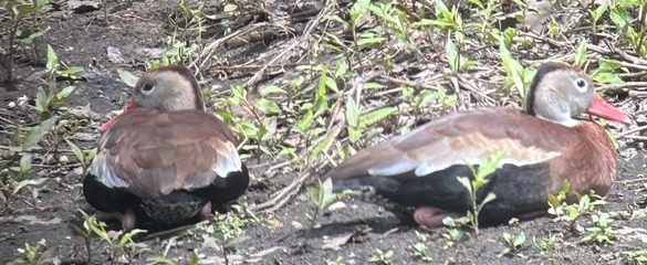Black-bellied whistling duck