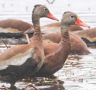 Black-bellied whistling duck