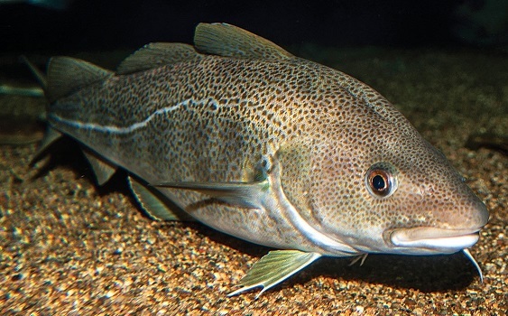Atlantic cod
