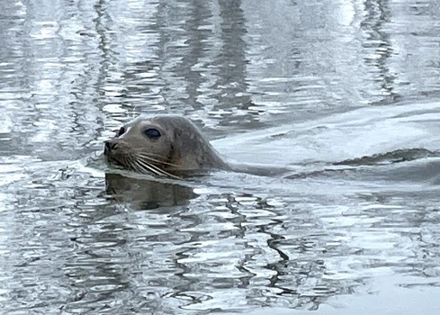Harbor seal