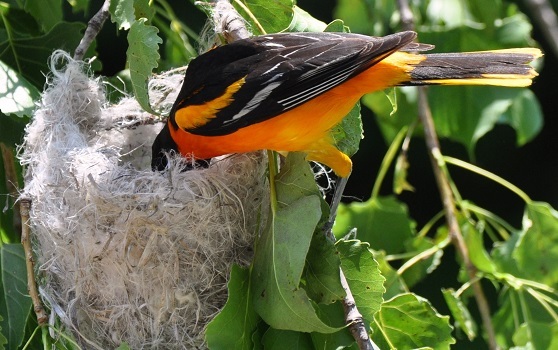 Baltimore oriole