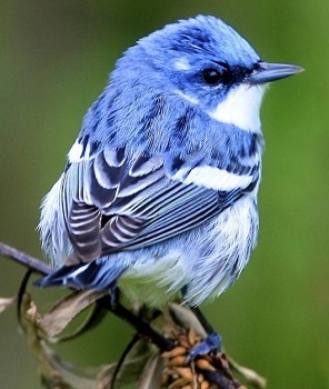 Cerulean warbler