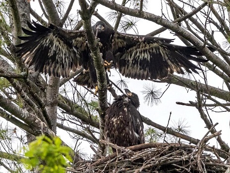 Bald eagle