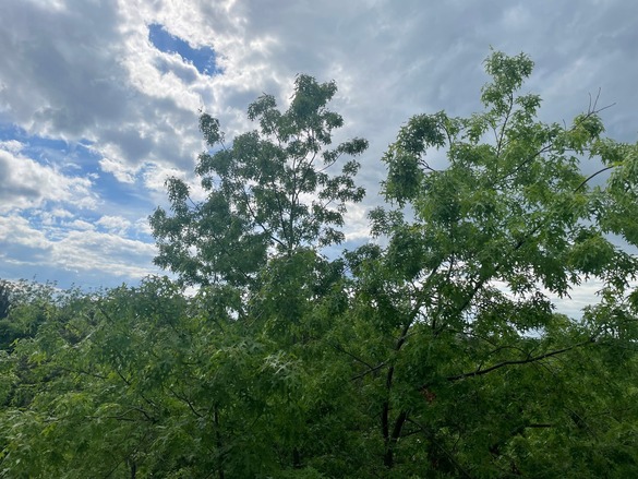 Blue sky filled with white clouds over luscious greenery.