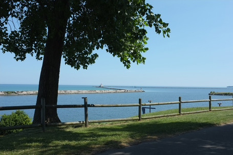 Tree next to Lake Ontario in Oswego, New York