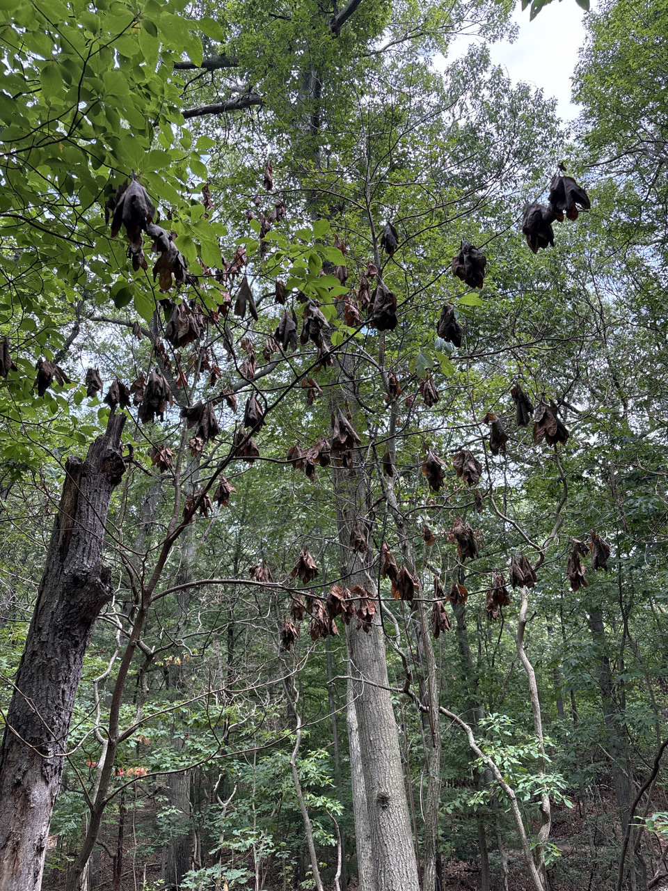 A small sassafras tree with dead, brown leaves in a forest.