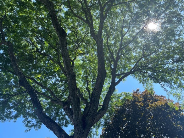 The sun shining through tree branches.