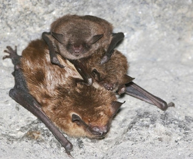 Little brown bats clustered with a big brown bat during hibernation.
