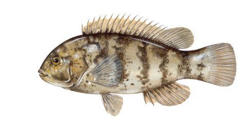 Tautog (blackfish)