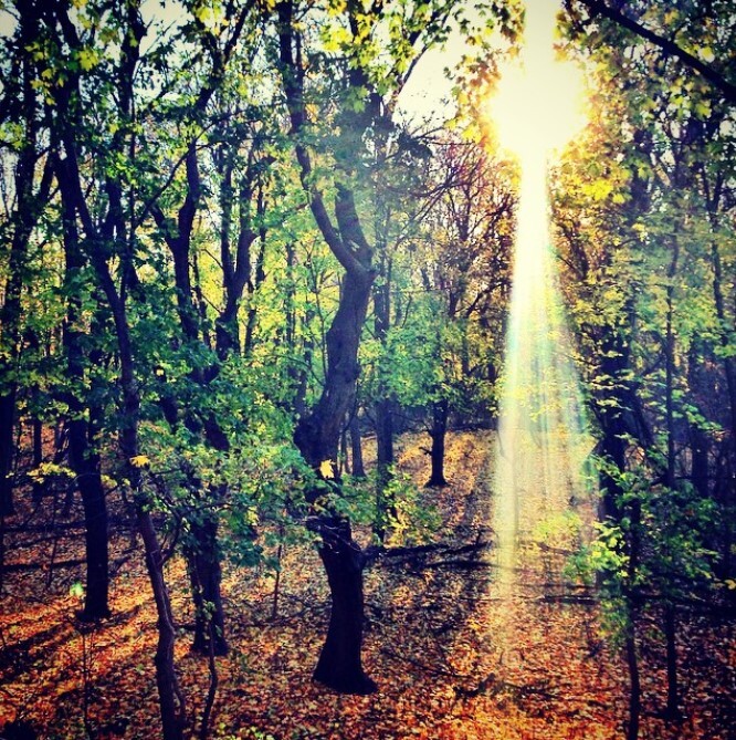Sunlight in Irvington Woods