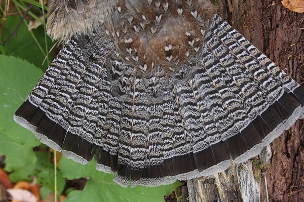 Underside of a ruffed grouse tail.
