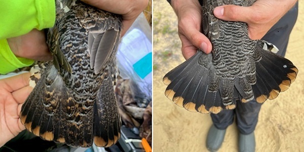 Side by side comparison of male and female spruce grouse tails.