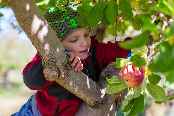 A child that is apple-picking.