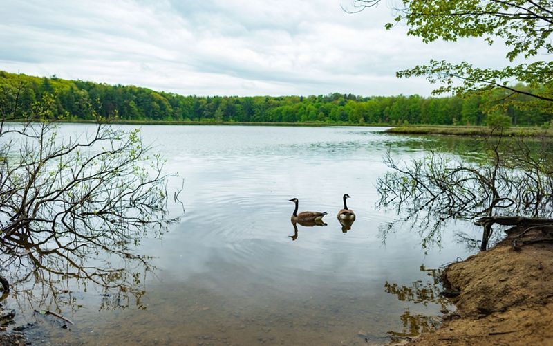 Moss Lake Preserve