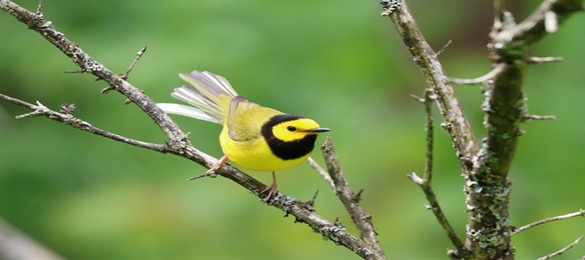 Hooded warbler