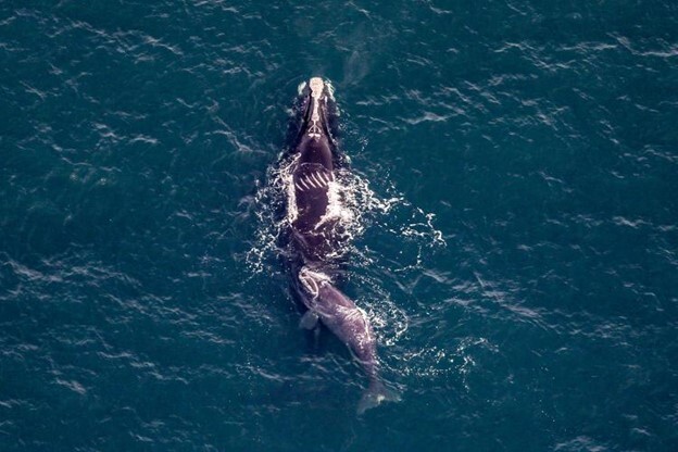 North Atlantic right whale mom and calf pairing