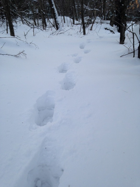 Trail of post-holes (deep footprints in snow) on winter day