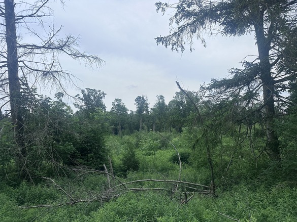 Boutwell Hill State Forest habitat