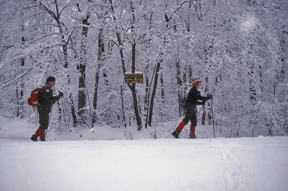 cross-country skiers in a wintry forest setting